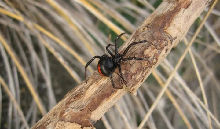 15111 brazilian wandering spider bite symptoms