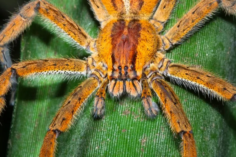 /img/15111-brazilian-wandering-spider-first-aid.webp