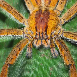 /img/15111-brazilian-wandering-spider-first-aid.webp
