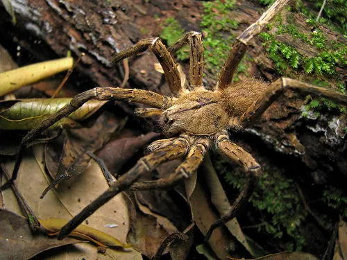 15111 brazilian wandering spider habitat