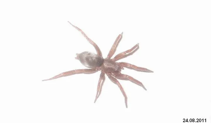 15111 brazilian wandering spider identification