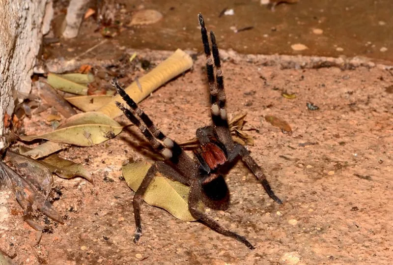 15111 brazilian wandering spider precautions