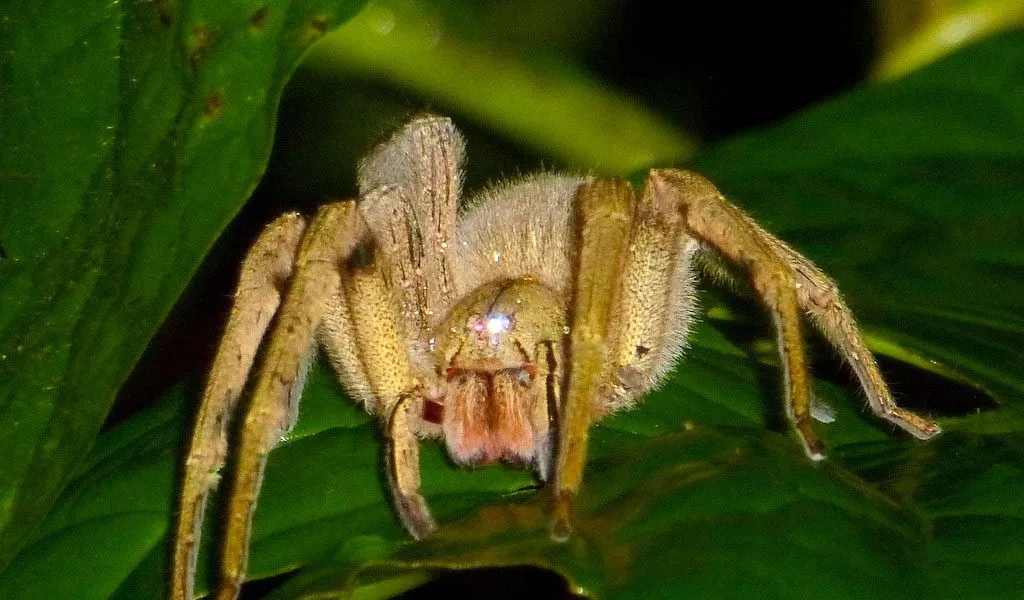 15111 brazilian wandering spider venom