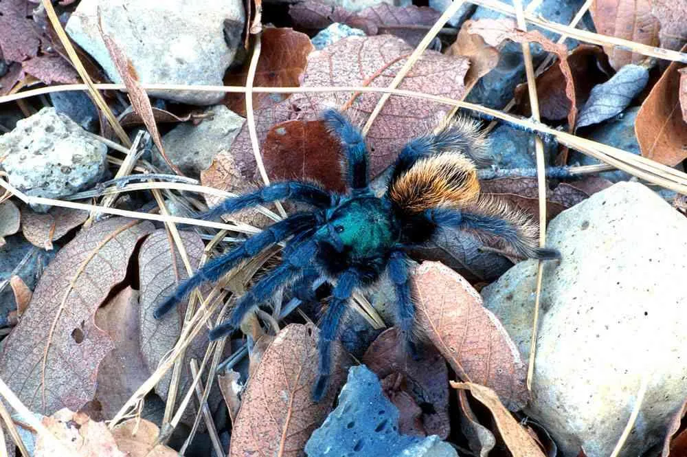 /img/15112-tarantula-feeding.webp