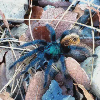 /img/15112-tarantula-feeding.webp
