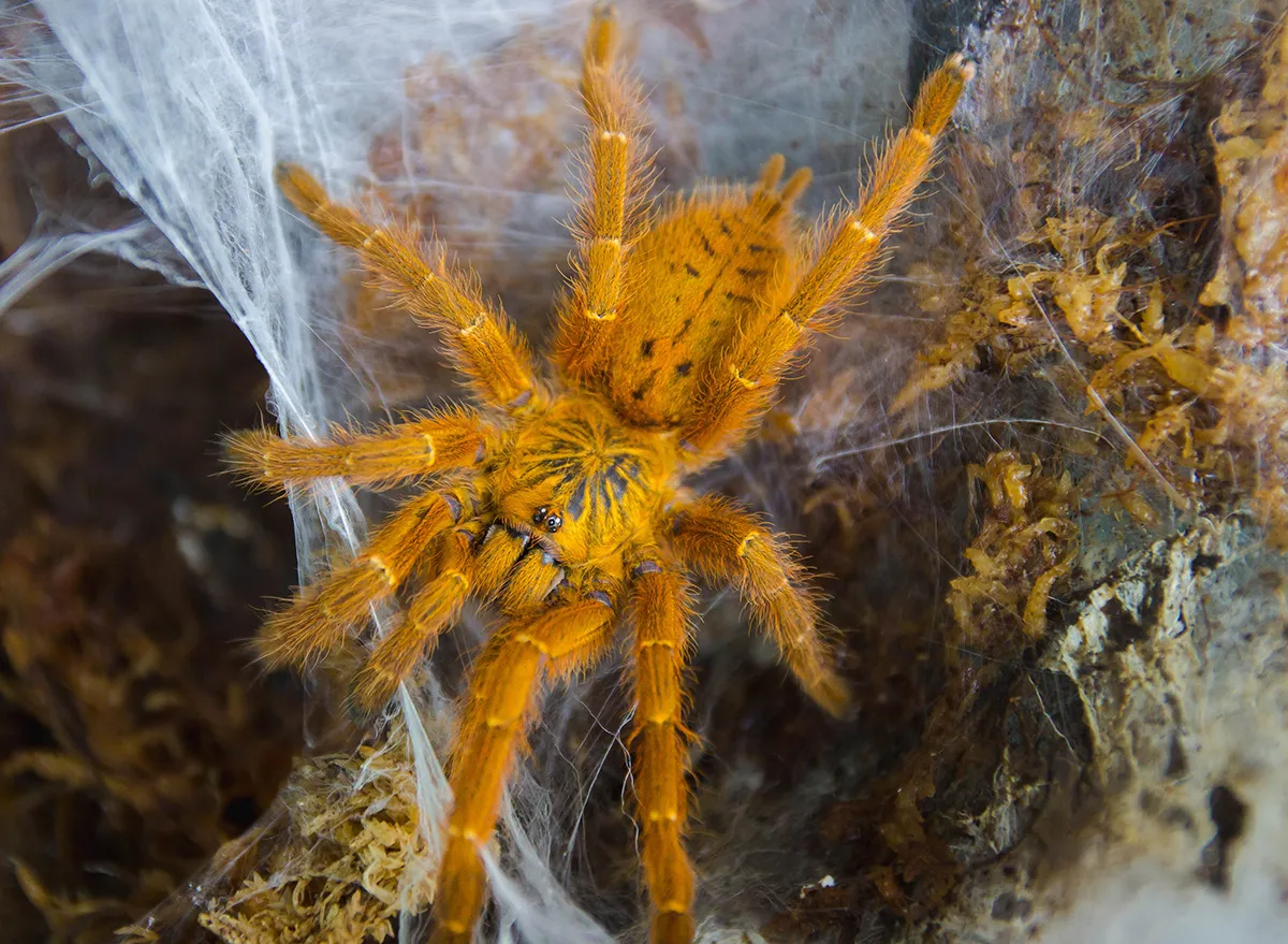 15112 tarantula lifespan