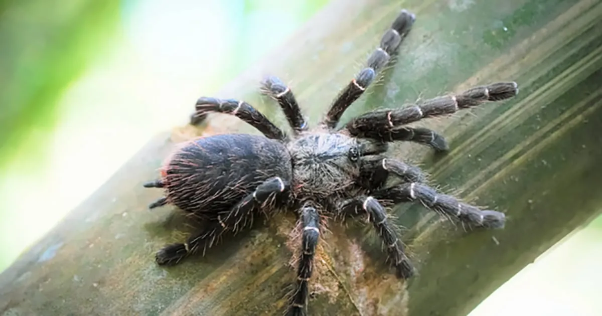 15112 tarantula pet