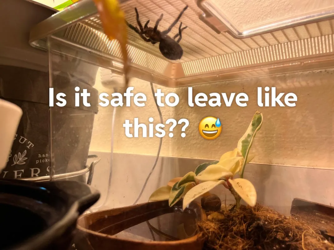 15113 dehydrated tarantula