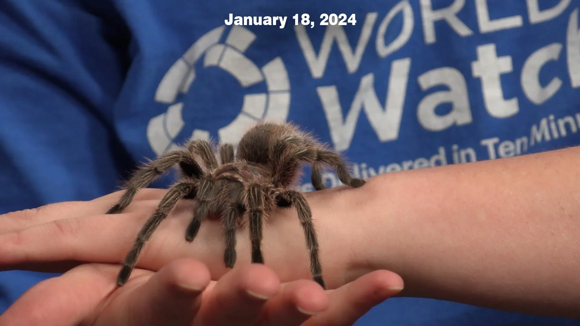 15113 handling tarantula