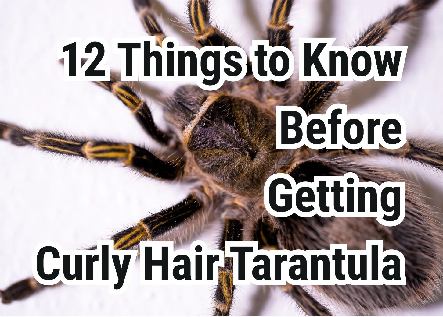 /img/15113-healthy-tarantula.webp