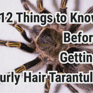 /img/15113-healthy-tarantula.webp