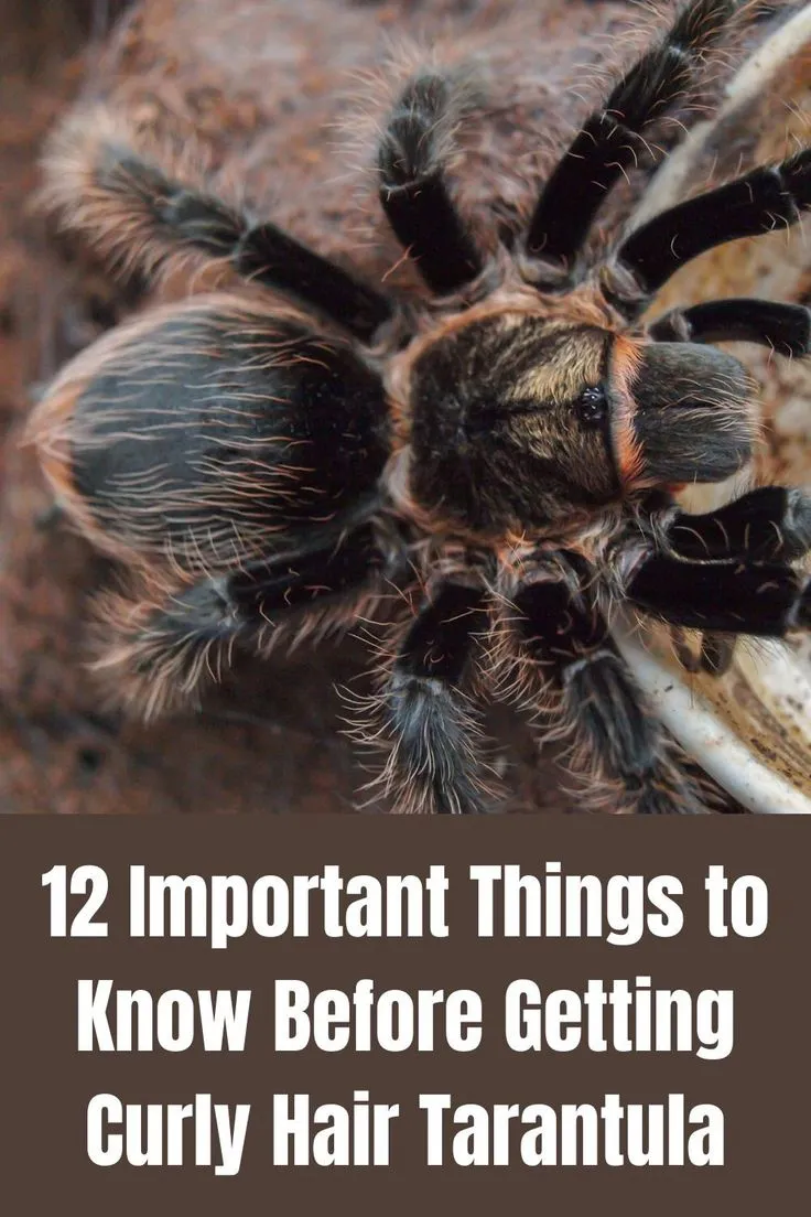 15113 molting tarantula