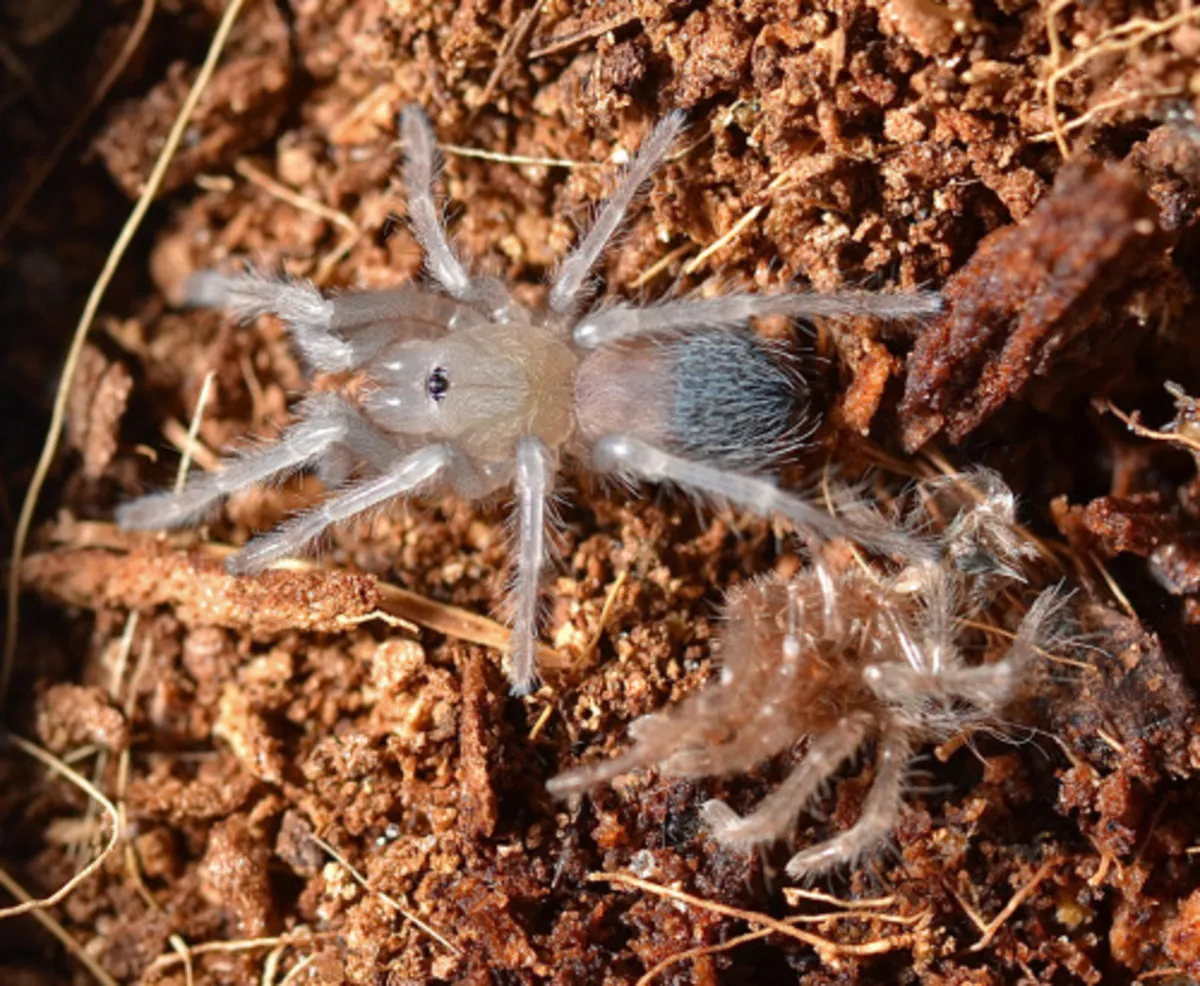 15113 stressed tarantula