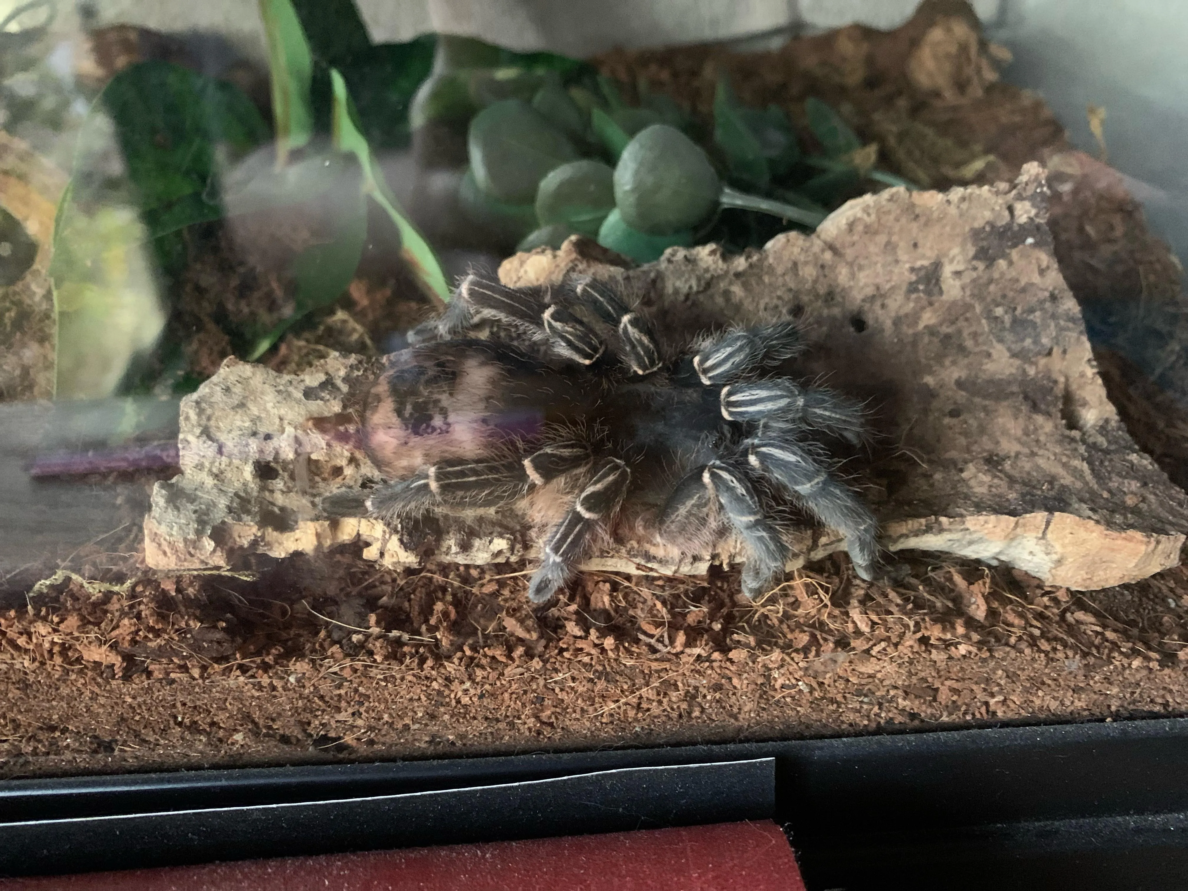 15113 tarantula substrate