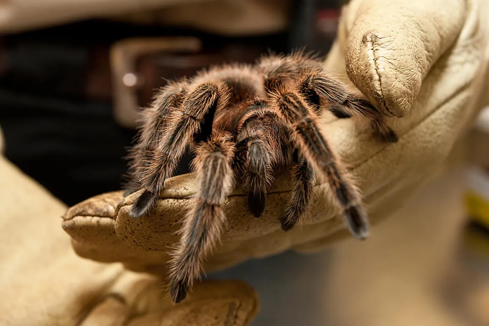 15115 tarantula enclosure