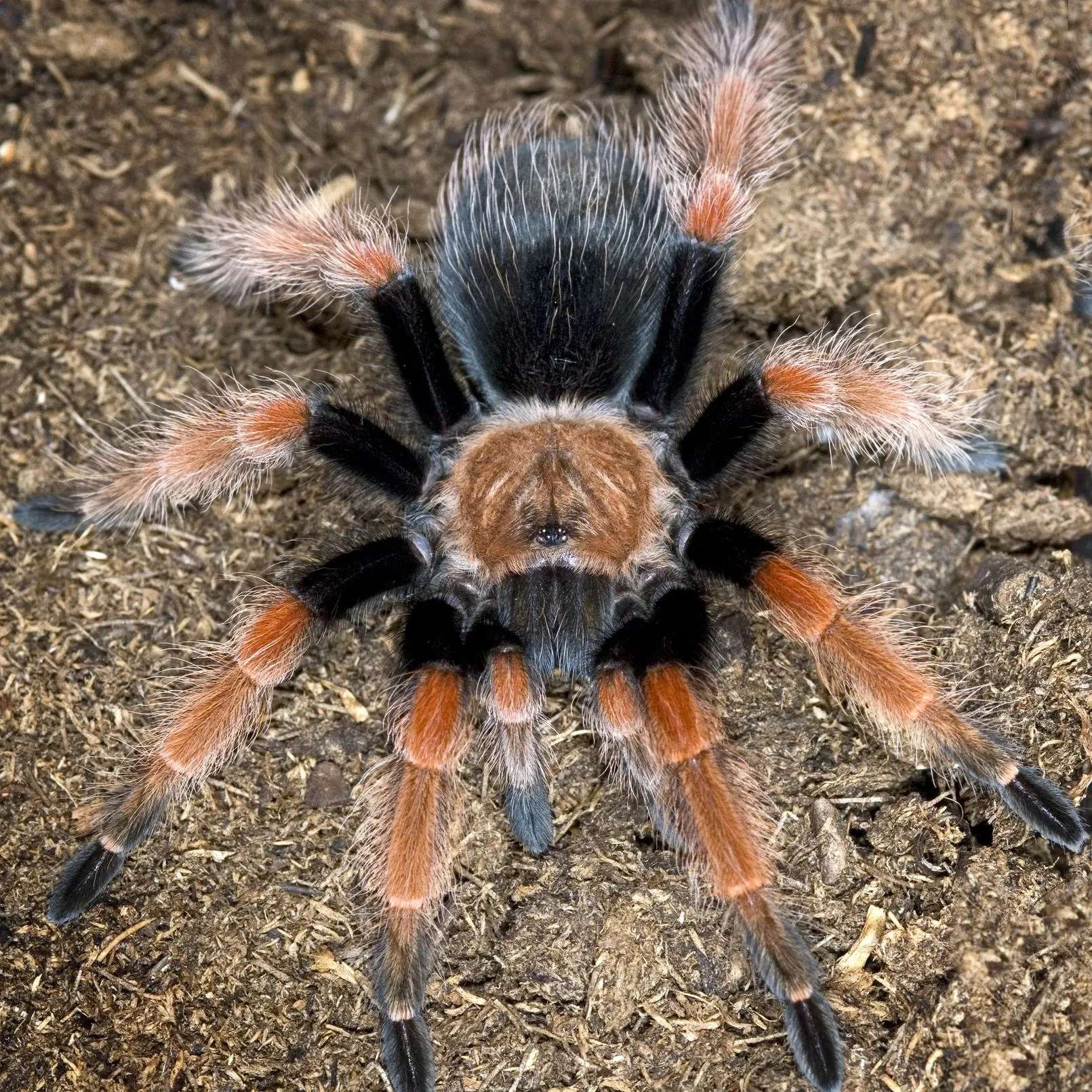 15115 tarantula feeding