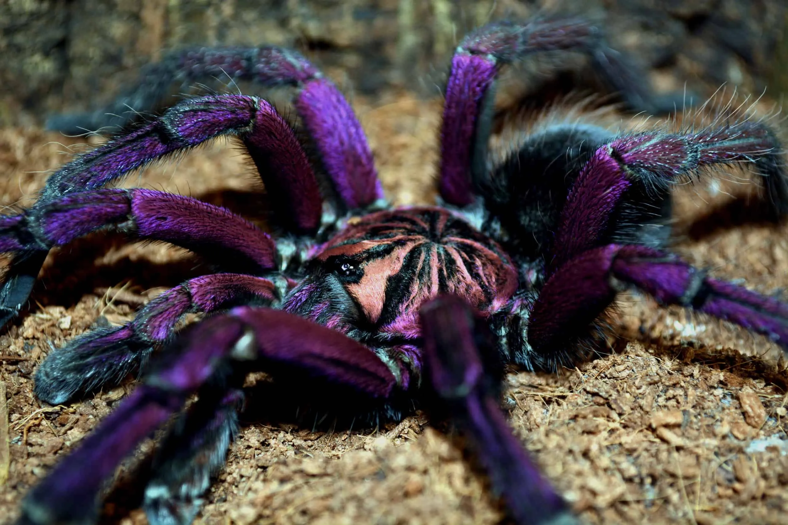 /img/15115-tarantula-molting.webp
