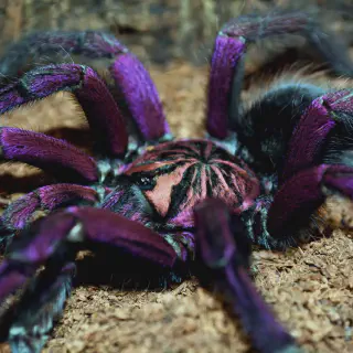 /img/15115-tarantula-molting.webp