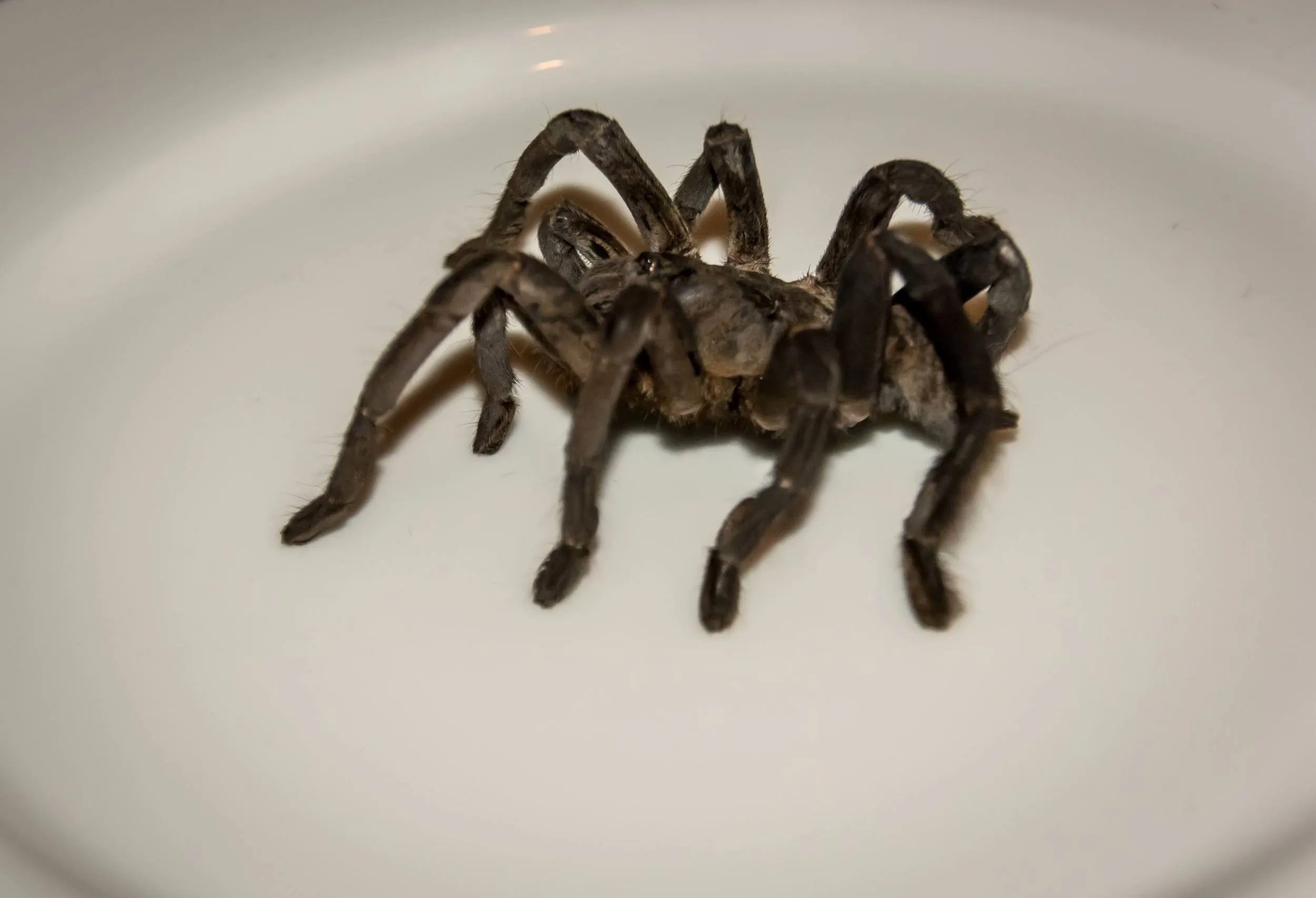 15116 mealworms tarantula