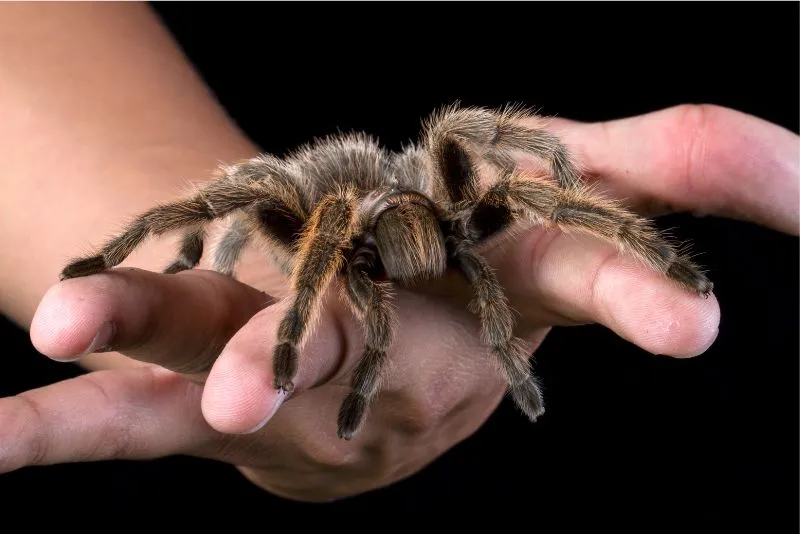 15116 pinky mice tarantula