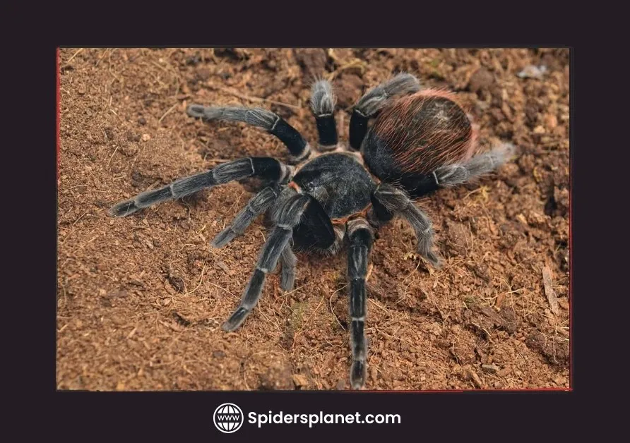 /img/15116-tarantula-habitat.webp