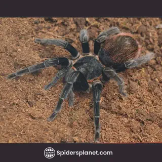 /img/15116-tarantula-habitat.webp