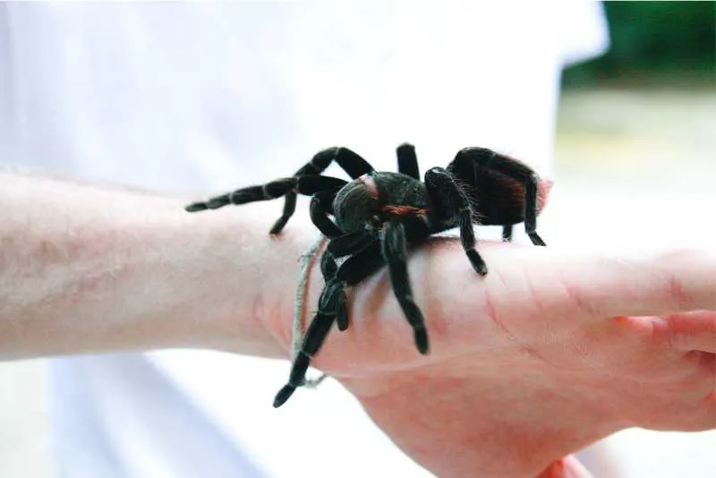 15116 waxworms tarantula