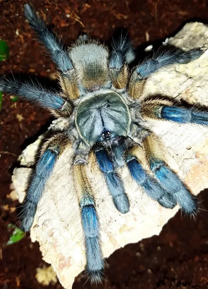 15117 island blue tarantula close up