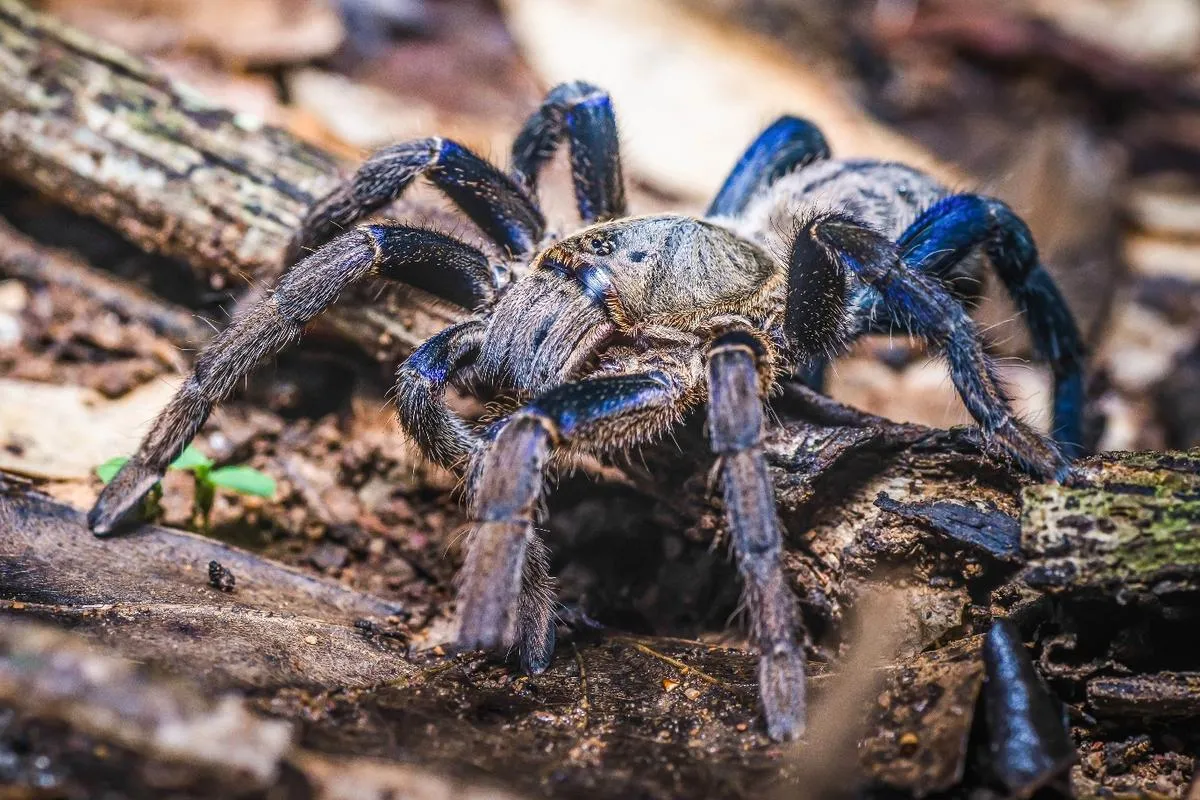 15117 island blue tarantula enclosure