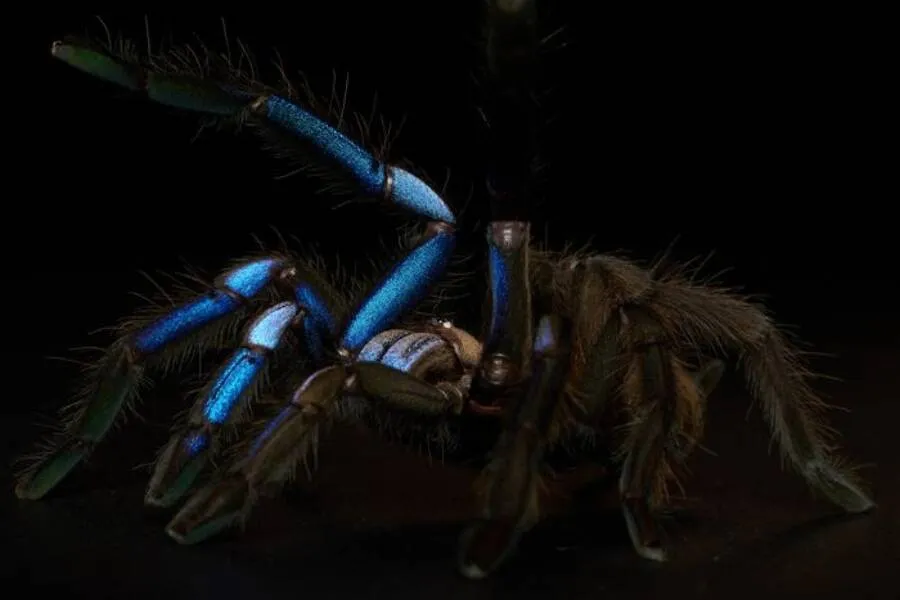 15117 island blue tarantula feeding