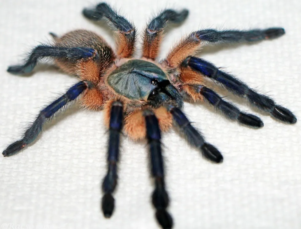 15117 island blue tarantula habitat