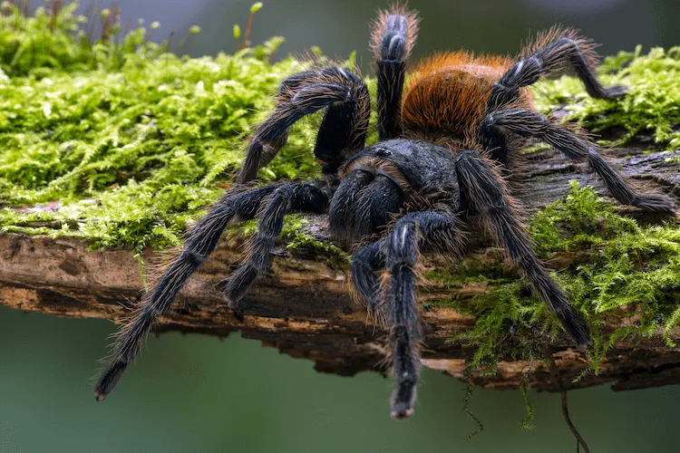 /img/15117-island-blue-tarantula-handling.webp