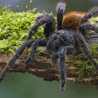 /img/15117-island-blue-tarantula-handling.webp