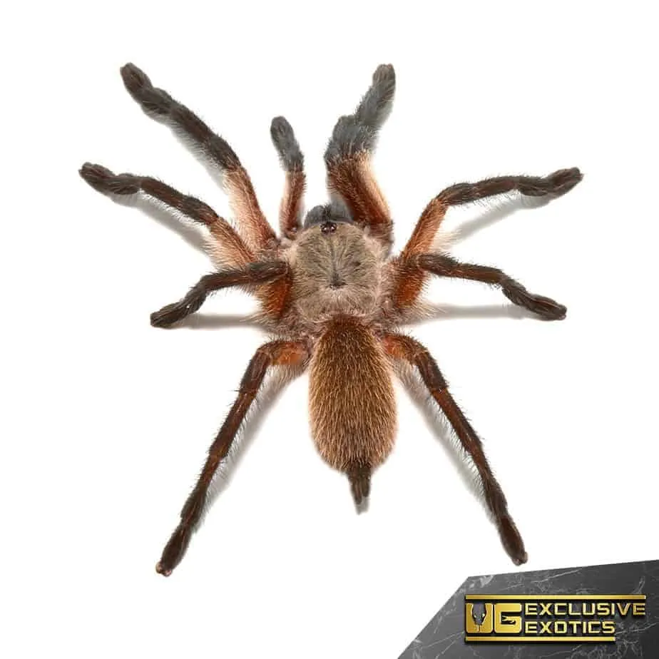 15117 island blue tarantula overview