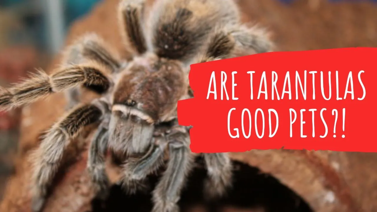 /img/15118-destiny-2-tarantula-future.webp