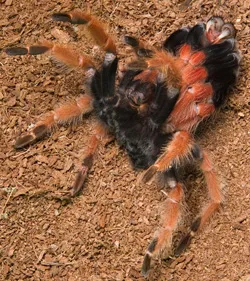 15120 healthy tarantula