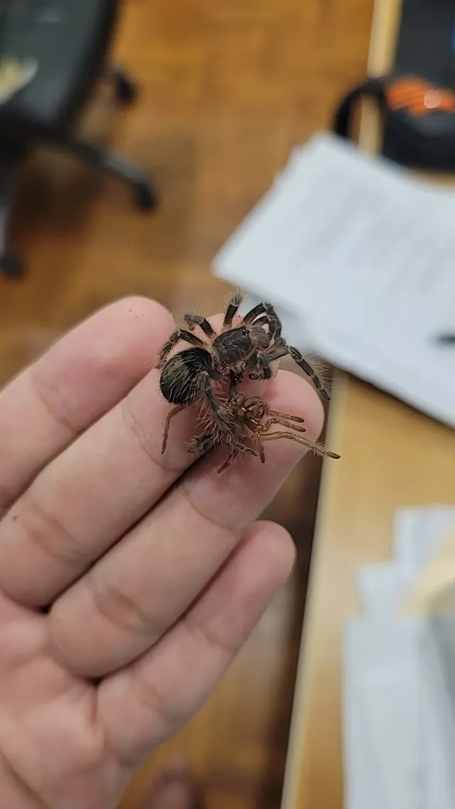 15120 tarantula feeding