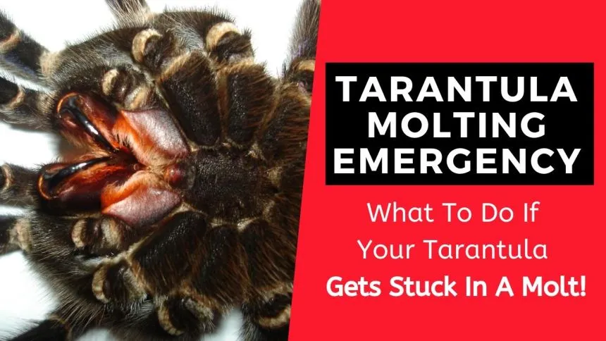 15120 tarantula humidity