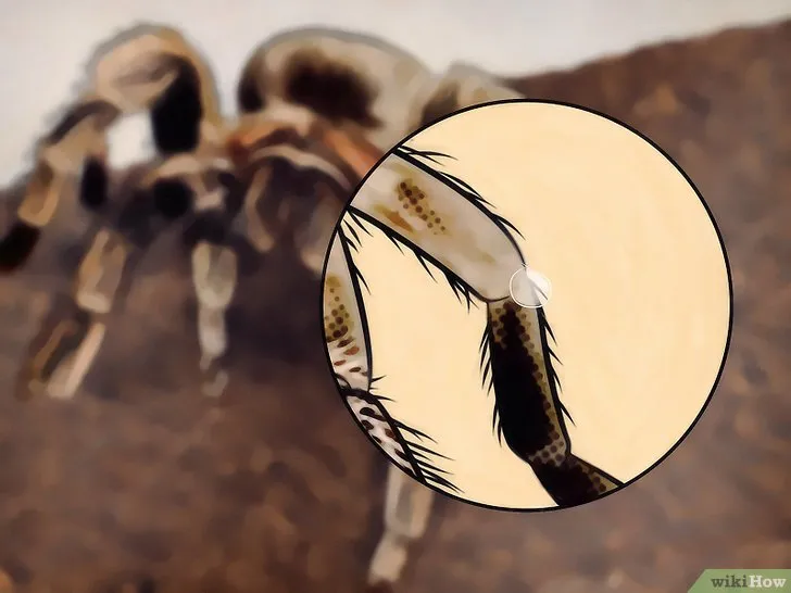15120 tarantula hydration