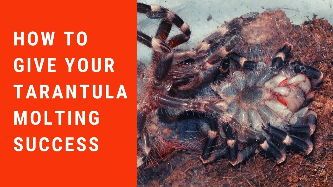 15120 tarantula molt stuck