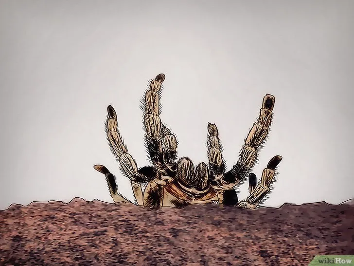 /img/15120-tarantula-regrowing-limb.webp