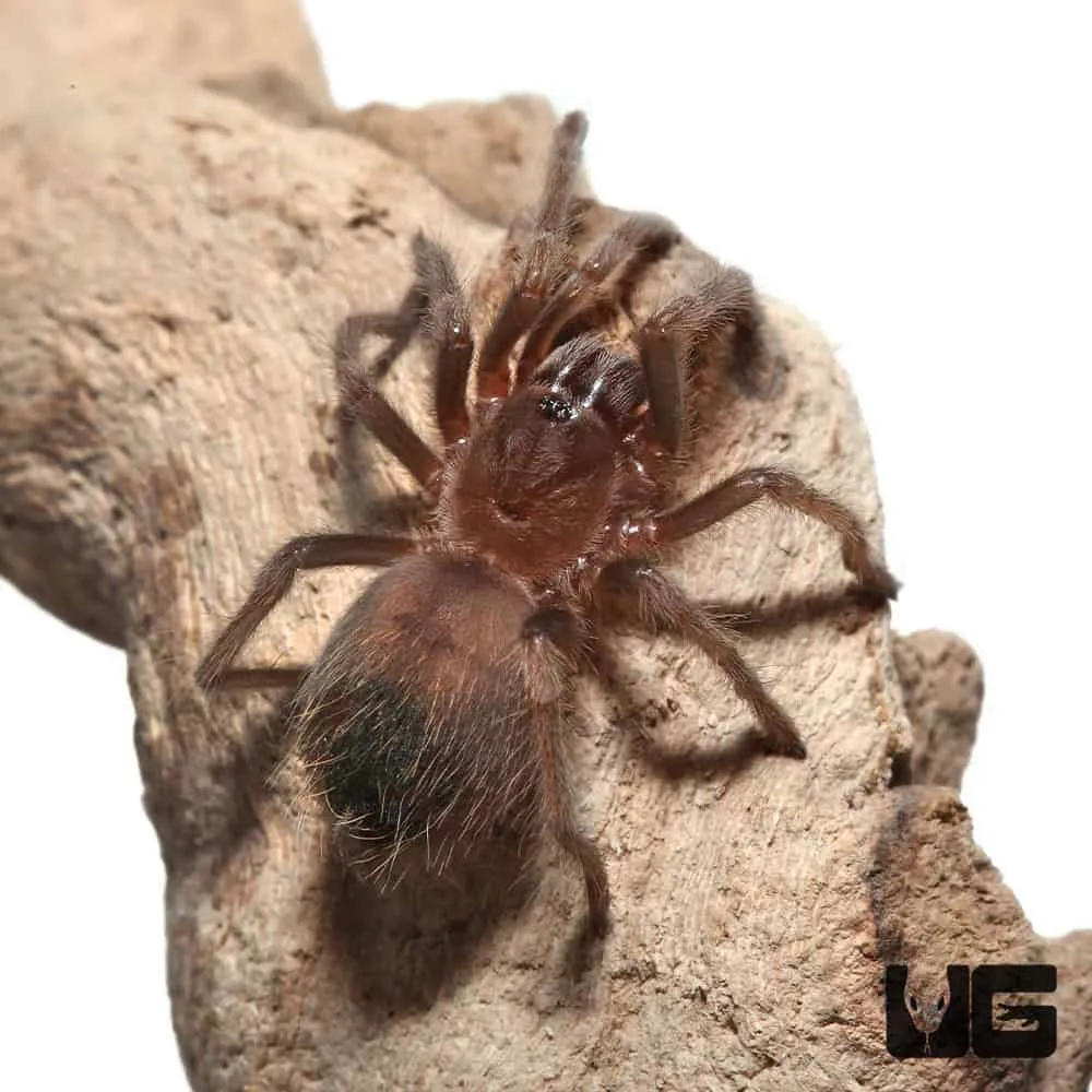 15124 healthy tarantula