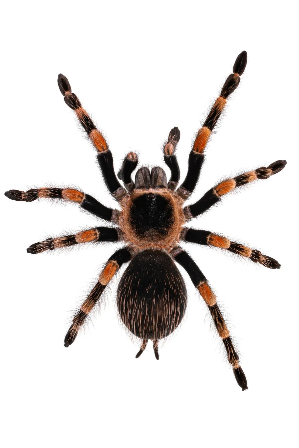 15124 mexican red knee tarantula image1