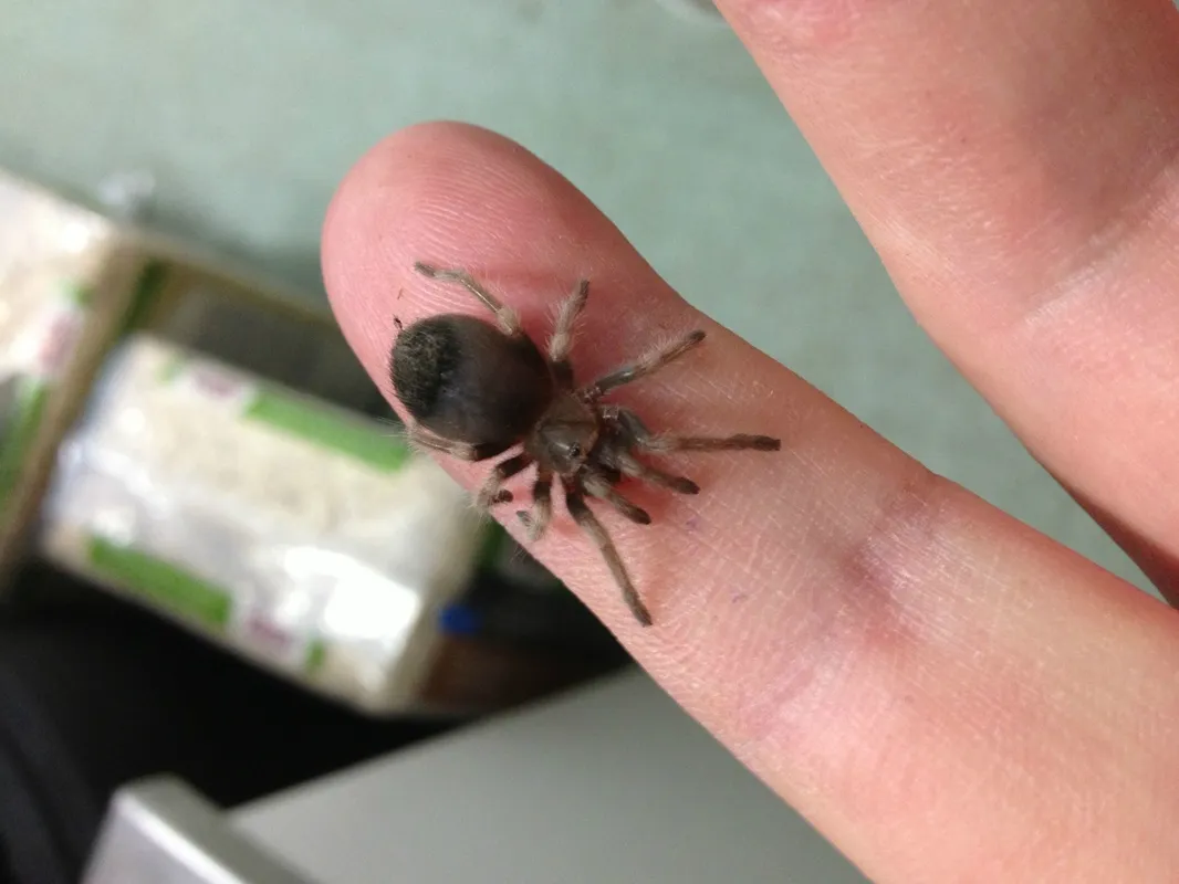 15124 mexican red knee tarantula image2