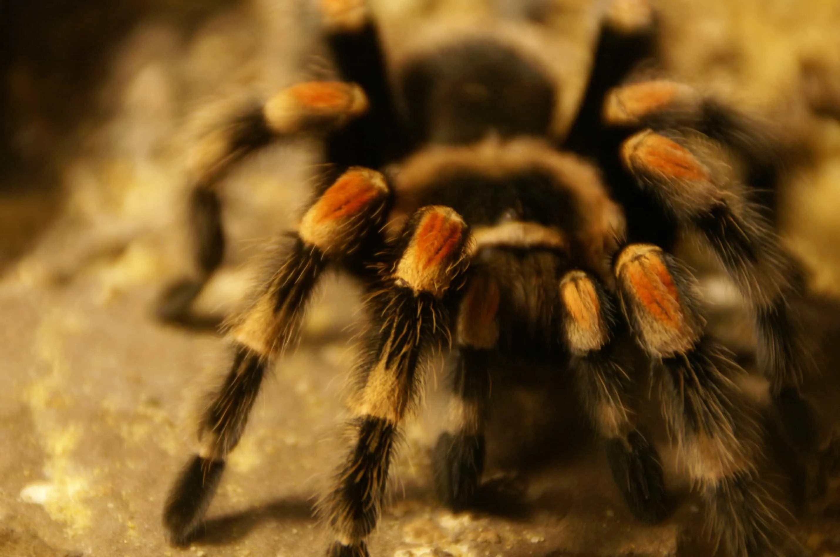 15124 tarantula enclosure