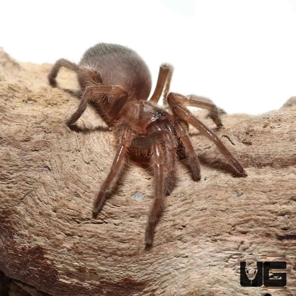 15124 tarantula feeding