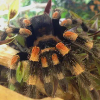 /img/15124-tarantula-habitat.webp