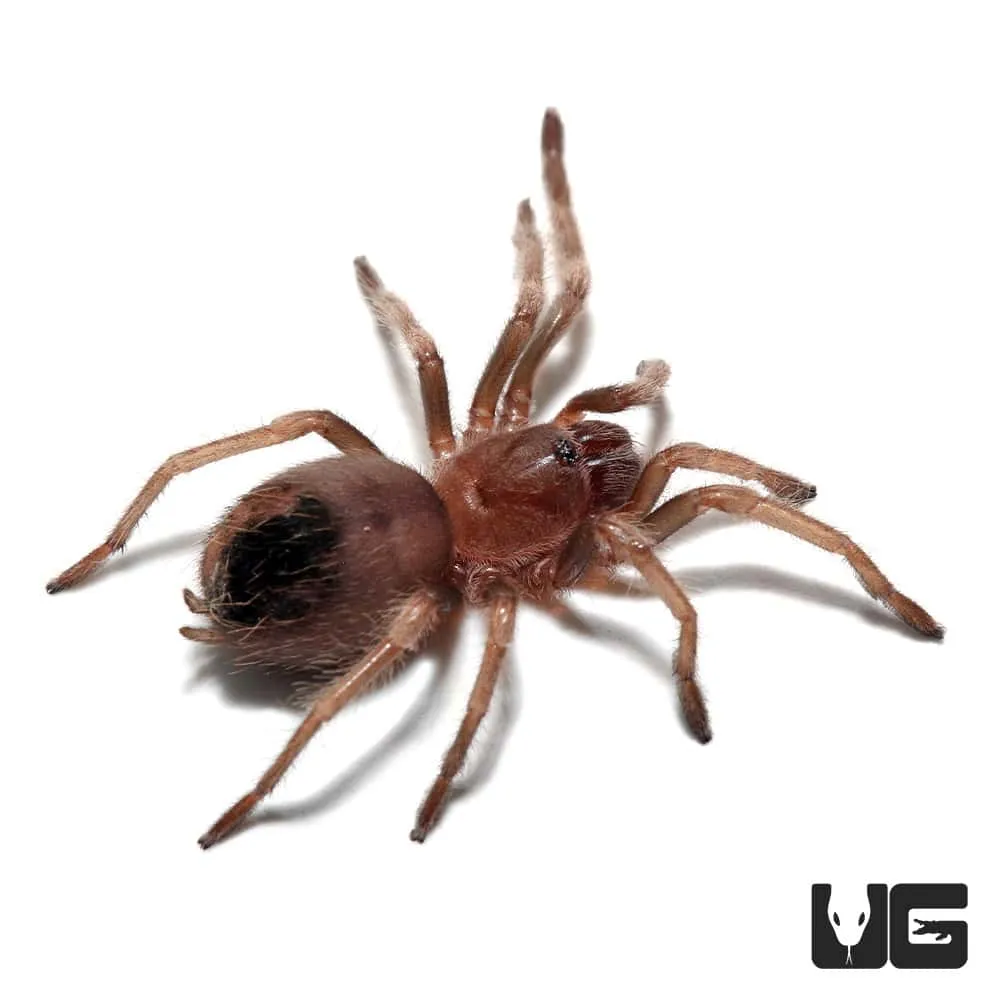 15124 tarantula molting