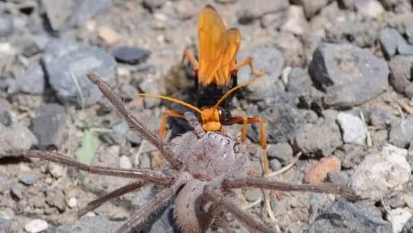 15126 tarantula fangs