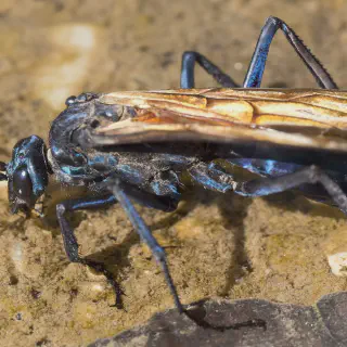 /img/15126-tarantula-misconceptions.webp